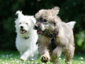 ２匹目の犬を迎える時の注意点は？　犬にも相性や嫉妬がある