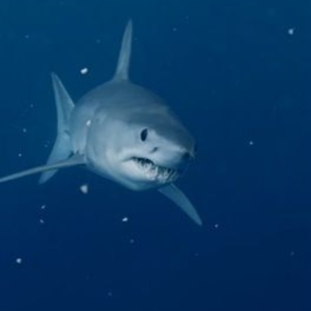 ディスカバリー・チャンネル「シャーク・ウィーク」のインスタグラム＠sharkweekより