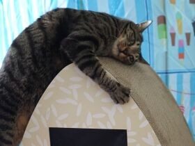 ４歳になった愛猫に贈った爪研ぎ　外で暮らす猫たちの幸せを願った商品だった