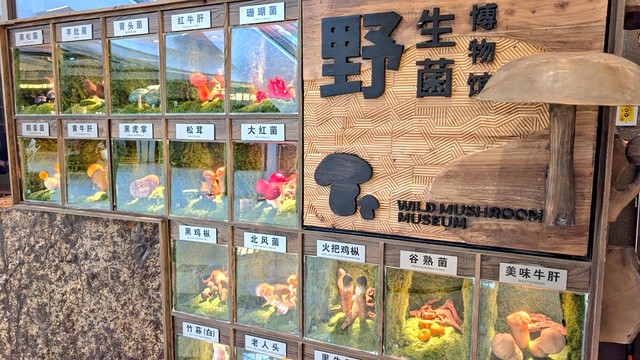 数々の野生キノコたち（Lillianさん提供）