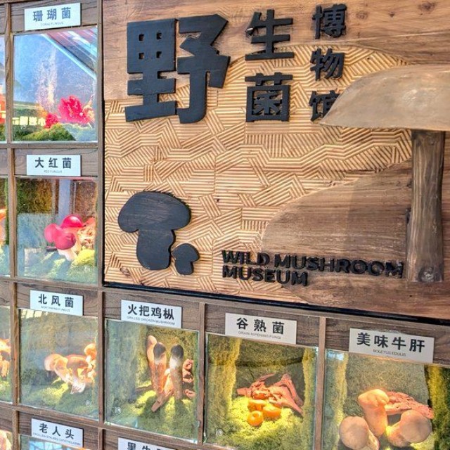 数々の野生キノコたち（Lillianさん提供）