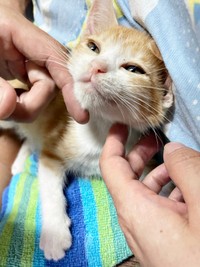 飼い主さんに甘える月ちゃん（画像提供：たちつてとさん）