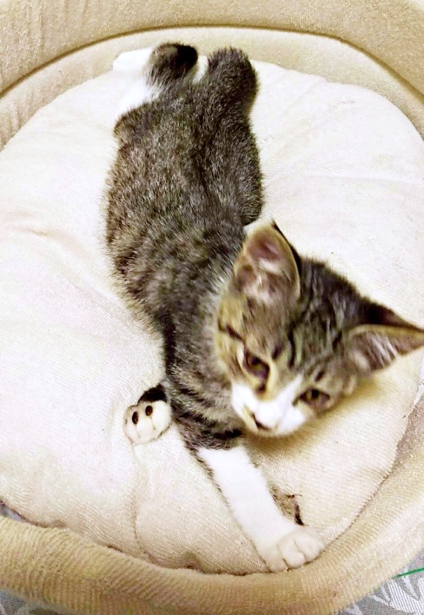 保護当初、生後推定2、3カ月のころ。飼い主さんの姉のもとで1カ月過ごしていたまめたろくん（画像提供：まめたろさん）