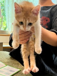 さらに1カ月後のきなこちゃん。およそ3〜4カ月齢です。2回目のワクチン接種に来られました。