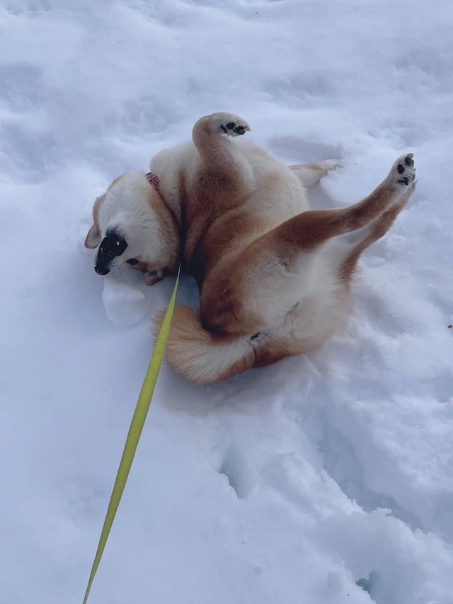 ハルちゃん好みの「さらさらの雪」の上に寝転び、全身で雪を堪能するのがハルちゃんの雪散歩スタイル（画像提供：柴犬ハルさん @shibaharu_）