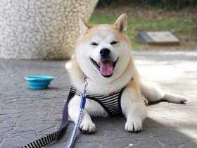 手術をせずに快適に過ごせるように　愛情いっぱいに向き合ってきた愛犬のみとり