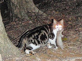 奄美のノネコ捕獲数、８カ月で３８匹　目標を大きく下回る