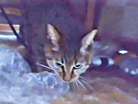 コタツの中で「ダイジ（宝物）」をチェックするランちゃん（画像提供：みぃさん）