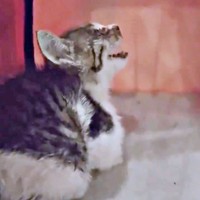 保護当時、衰弱し鳴いていたティダさん（画像提供：むうむうとネコさん）