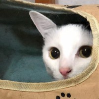 保護したときはおぼえていたかいくんだが、今ではそれが嘘のように甘えん坊猫に変身