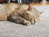 ぐっすり眠る様子も可愛いまるぴちゃん（提供：まるぴ と ねこズさん）