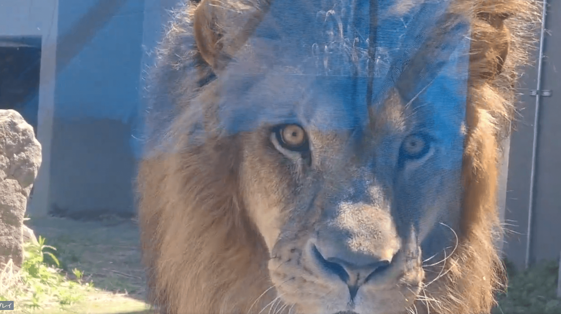 ガラスに迫るデネブくん