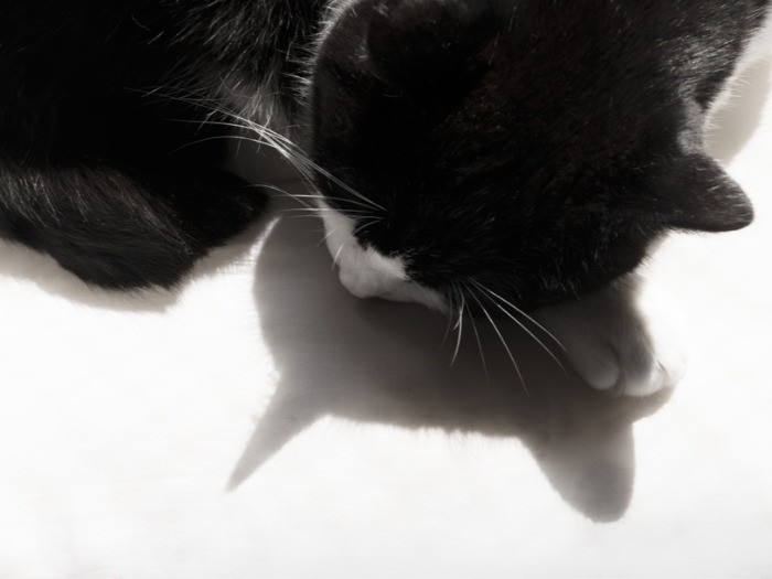 チェストの上でお昼寝中（小林写函撮影）