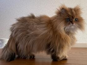家でもなかなか見られないレアな存在　ペルシャ猫の「もか」は今日もマイペース