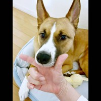 アゴの乗せするレオくん。穏やかな顔つきが印象的です（画像提供：保護犬レオさん）