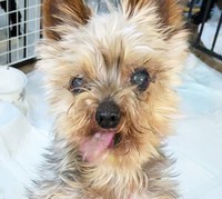 「最期は人間からのたっぷりの愛情をもって送り出してあげたい」