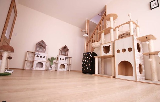 上下運動も爪とぎも思いっきりできる空間