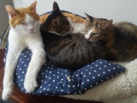 「謎の猫ルール」　飼い主の知らないところで取り決めがされていた？