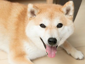 実はツンデレだった？！　素顔の柴犬「だいふく」に大接近