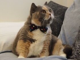 大好きなお姉ちゃん猫にそっとキスしてお別れした　ブリショー「ブリジット」