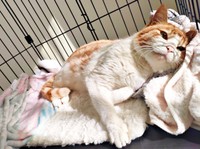 保護直後、安心して寝そべるチョロすけくん（画像提供：まめたろさん）