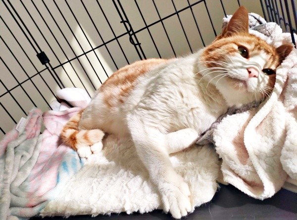 保護直後、安心して寝そべるチョロすけくん（画像提供：まめたろさん）