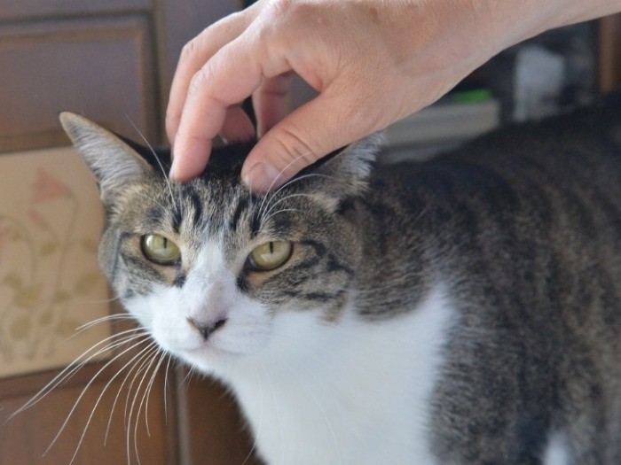 私も粛々とやります