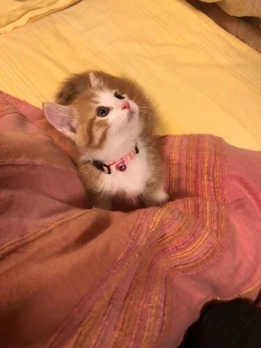 家にきたころの「まる」