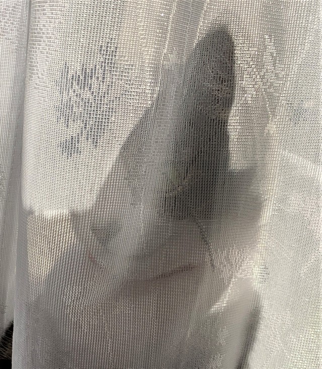 カーテンの向こうで実はにっこりしていた？（提供写真）