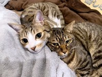 一緒にまったりくつろぐ南南くん（左）と真良くん（右）（画像提供：まよなんさん）