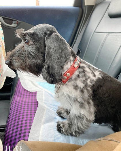 ワイヤーダックスフンド「Creaちゃん」。ブラックソリッドパイボールドという珍しい柄の牛柄さん。