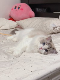 飼い主さんが大事にしている「カービイ」のぬいぐるみとレアちゃん（画像提供：レアさん）