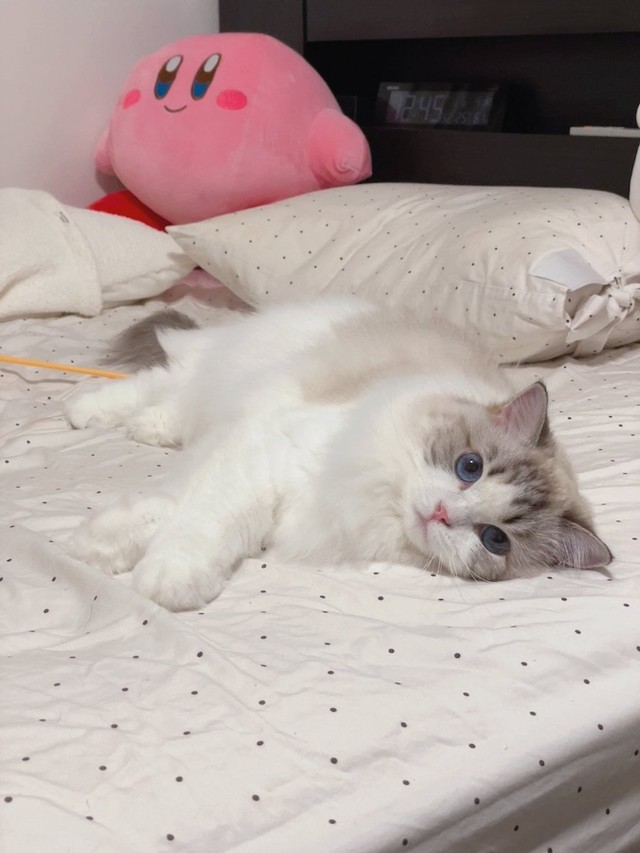 飼い主さんが大事にしている「カービイ」のぬいぐるみとレアちゃん（画像提供：レアさん）