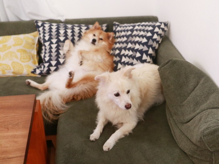 丸くなった福助