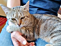 保護から半年後、体重2.8キロになったぺこちゃん（画像提供：がっちゃん（がつこ）さん）
