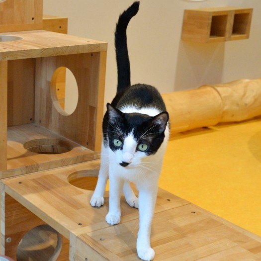 母島から来たちょび