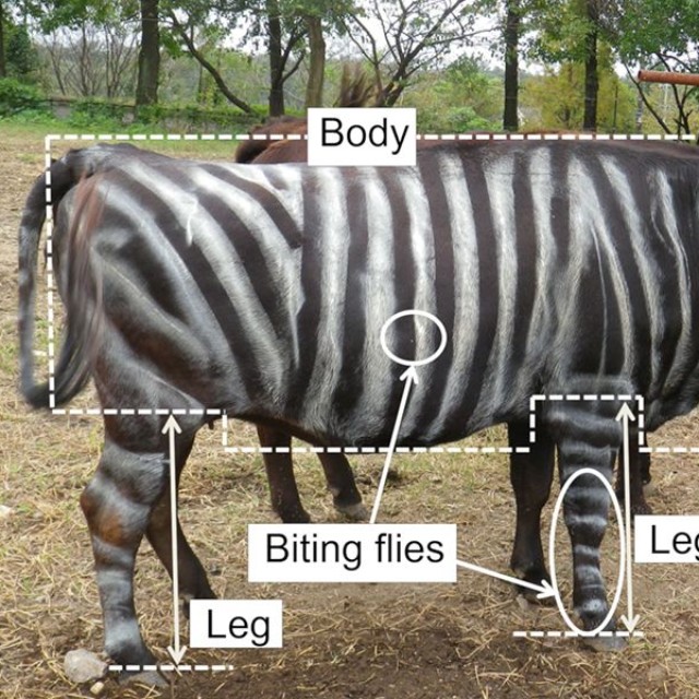 白のスプレーでシマウマ模様に塗ったウシ（PLOS ONE, Kojima et al. 2019、京都大学のリリースから）