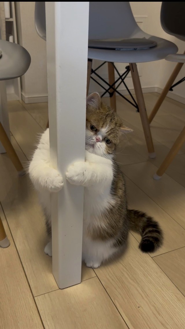 猫ちゃんもおうちに帰るのを楽しみにしている（ナカヨシさん提供）