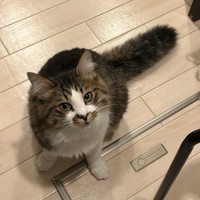 可愛い太い尻尾で見上げるほたてくん（提供：ほたてくんさん）