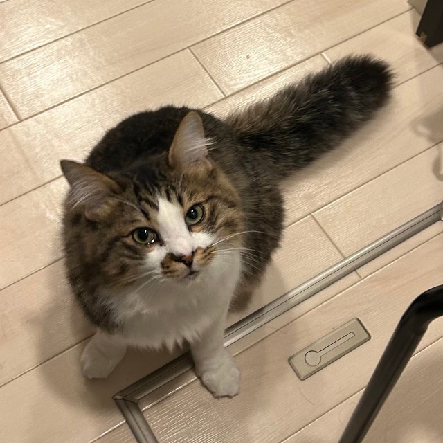 可愛い太い尻尾で見上げるほたてくん（提供：ほたてくんさん）