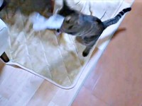 飼い主さんが投げた袋をくわえるランちゃん（画像提供：みぃさん）