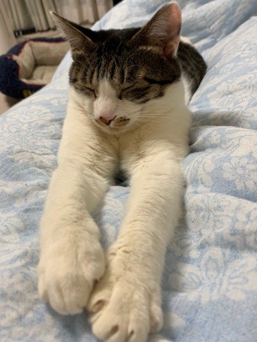 すずちゃんも伸び伸び～（石川さん提供）