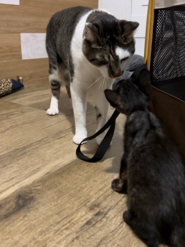 匂いを嗅いで挨拶