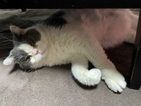 輸血してくれた大福さん