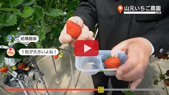 #9山元いちご農園 いちご狩り