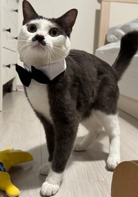 まるで英国紳士！タキシードが似合いすぎるプランスくん（提供：パッツン前髪のセロイと弟プランスさん）