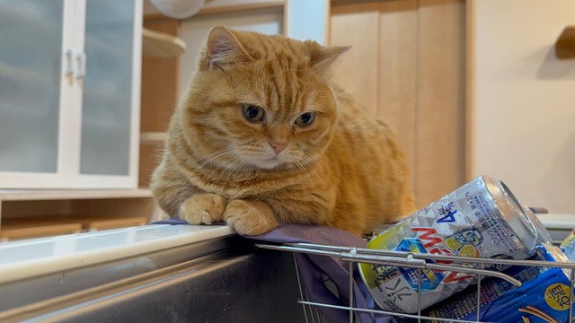 真剣な目つきで洗い物を見守り隊（提供：ぷっちょ🐈さん）