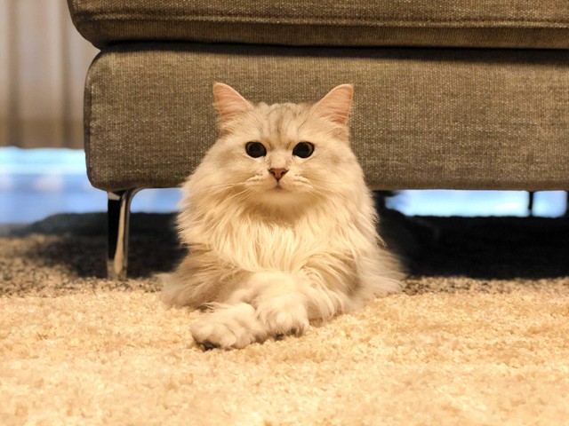 この前足クロスがたまらない