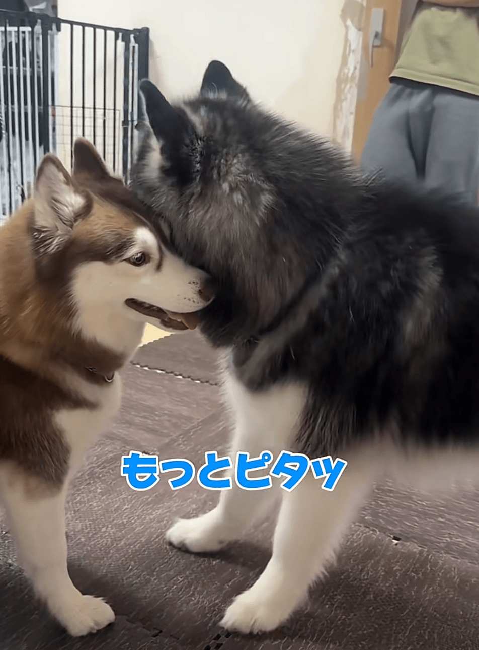 「もっとピタッ！」（提供：@zenmoni_huskyさん）