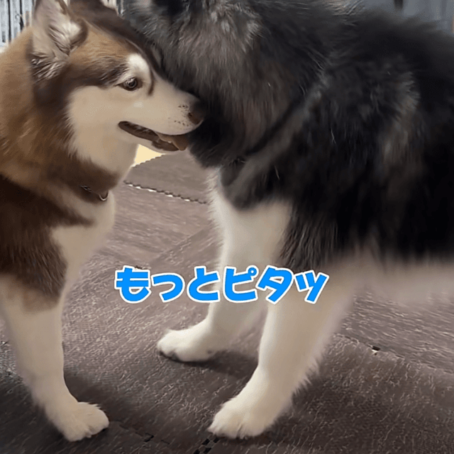 「もっとピタッ！」（提供：@zenmoni_huskyさん）